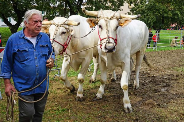 Le origini del Perdono di Terranuova Bracciolini