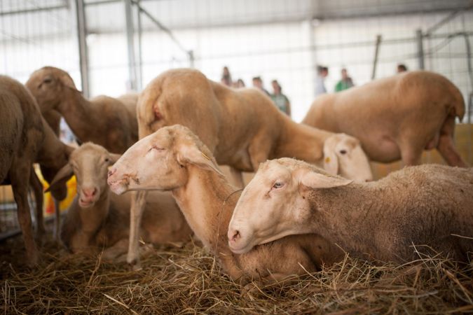 La festa del Perdono di Terranuova Bracciolini