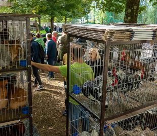 La festa del Perdono di Terranuova Bracciolini